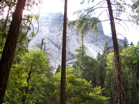 Peeking Through the Trees